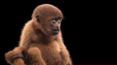 Common woolly monkeys are native to the northern Amazon rainforest where they forage for fruits, leaves, and insects. They can get over 20 lbs, making them one of the larger monkeys in the Americas.