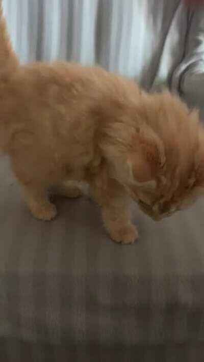 Maurice is extremely smol, almost fits in my hand.