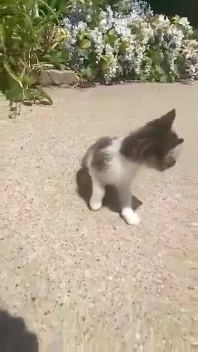 This is gonzo, my cousin recently rescued him and to her surprise he’s 1 year old and a dwarf.