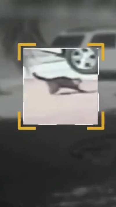 Cat saves his human from a dog attack