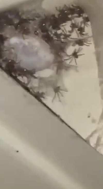 Burn the whole house