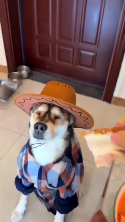 The blind dogus may have lost its sight, but now has enhanced senses that give it an extraordinary perception of its environment.