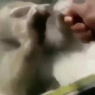 Enga&ntilde;aron a un mexichango 👉🏿😔👈🏿