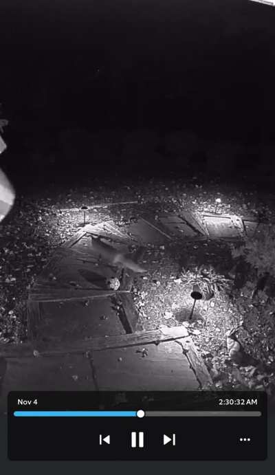 Our local fox tried to chomp my dogs soccer ball