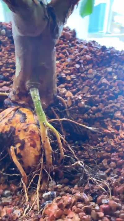 Tumor-like root on Guava (future bonsai)