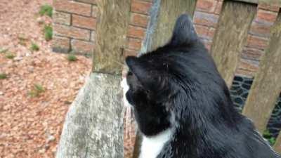 Rare footage of my cat meowing (sorta)