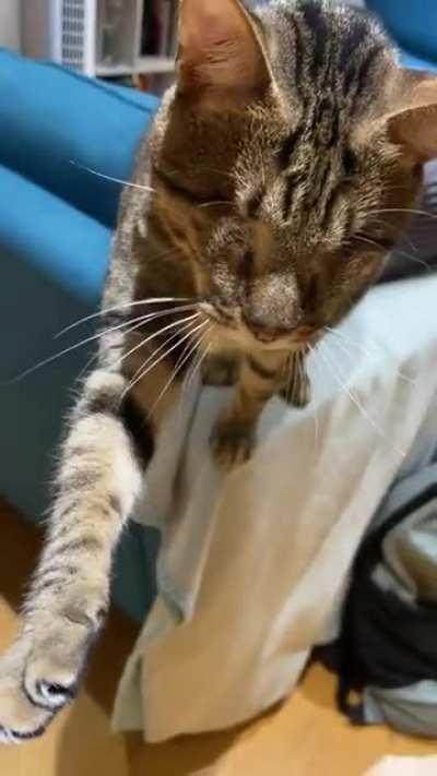 Blind boy wants to be petted