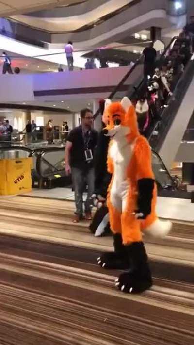 Furry lover can not hold back