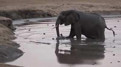 🔥 Mother elephant makes quick work of hippos approaching her newborn baby in the watering hole 🔥