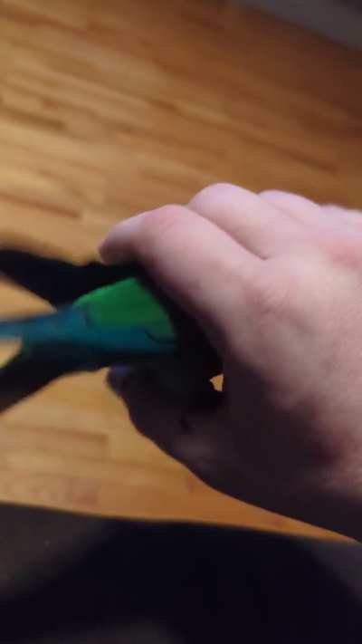 How could anyone have the audacity to clip these gorgeous fight feathers from such a magnificent bird?