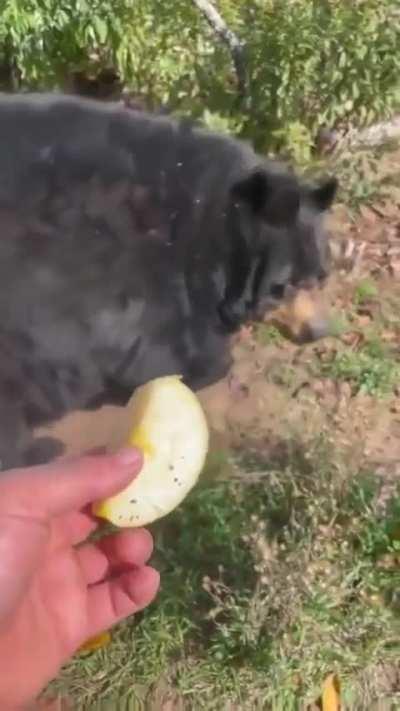 What do you guys think of my living orb?