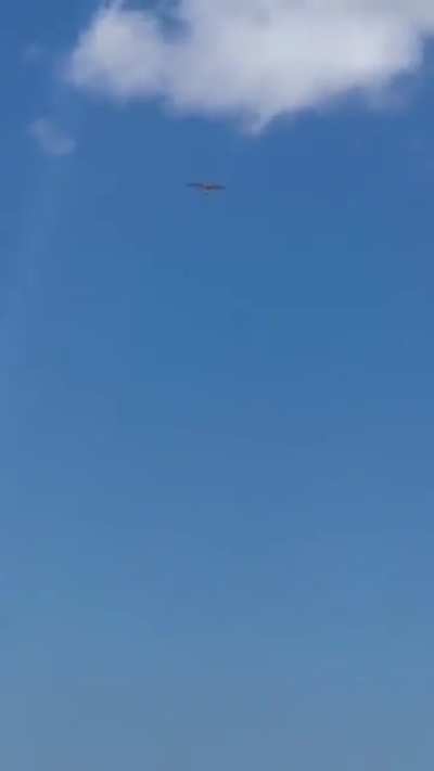 I am an expert in Bird Law Sir. 