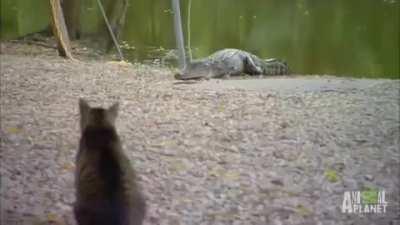 Hold my catnip while I take on this alligator