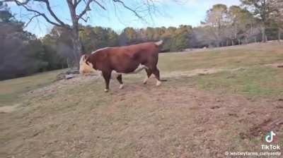 Big loud baby has the moomies