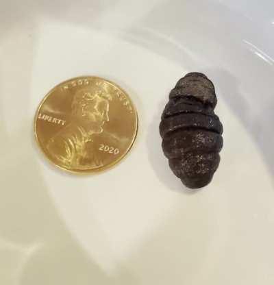 This Bot Fly Larva came out of the side of a dead mouse I caught in a trap