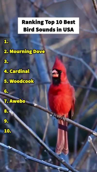 Top 10 Bird Sounds in America (Perfectly Cut Hawk Scream at the end)