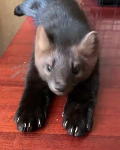 This Russian Sable that an influencer rescued from a fur farm.