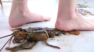 Looking for videos...