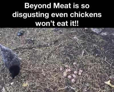 Even chickens have standards...