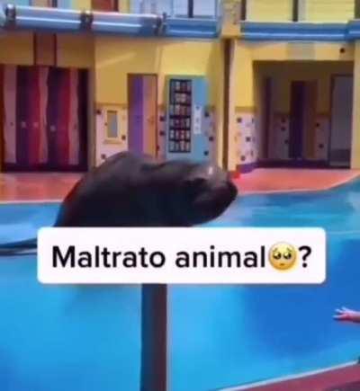 Maltrato 😔