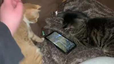 Gracie has cerebellar hypoplasia. Sometimes she short circuits