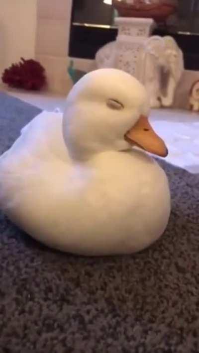 Baby Duck Can't Stay Awake
