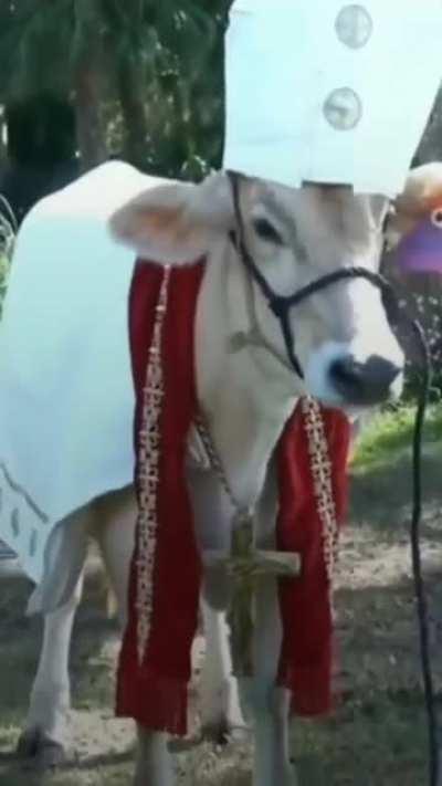 blursed_cow