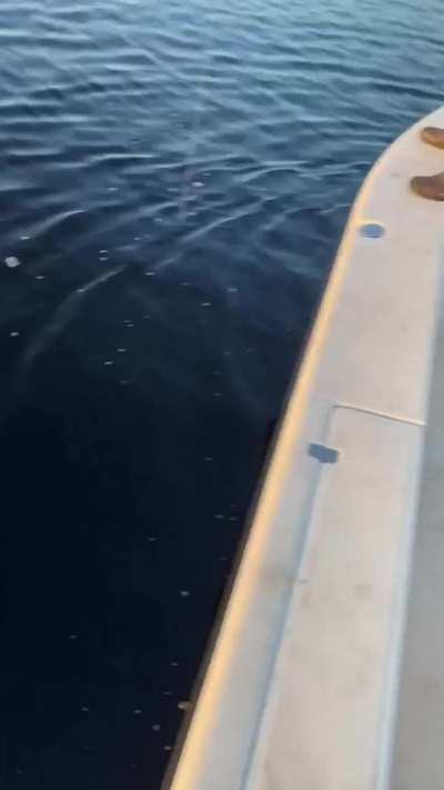 Too big for the fishing rod.