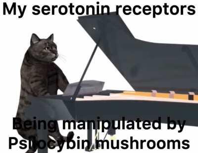 Accurate visual of neuroscience under psilocybin mushrooms