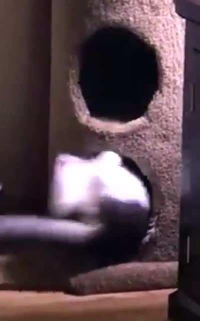 My cat's very special talent skills