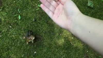 This summer I trained one of the local chipmunks to twirl and jump into my hand! Her name’s Dotty and she LOVES peanuts and blueberries!