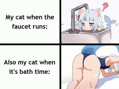 The duality of cats...