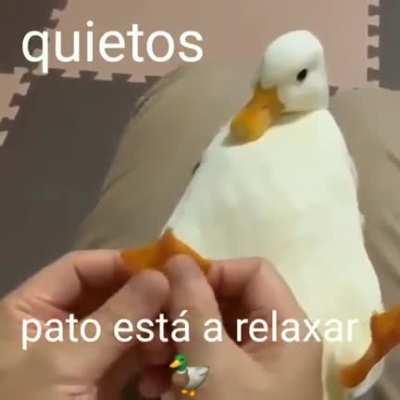 Pato