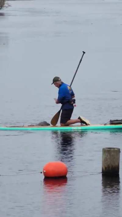 🔥 A playful manatee swinging a paddle boarder around in circles before accidentally spooking the entire herd