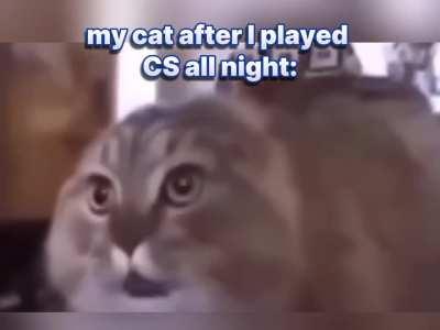 My cat will have 30k+ pts soon 😼