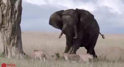Слон спас малышей, разлученных с матерью