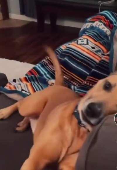 I'm alive...nope dead