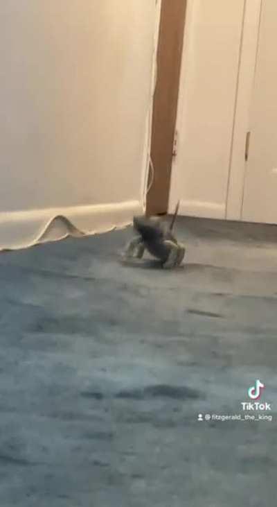 When he’s determined, he really can zooom!!