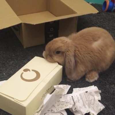 Eevee was so desperate to get into my chocolates box 😂