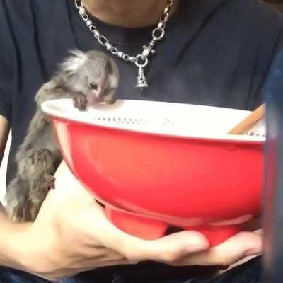 Monkey touches hot soup