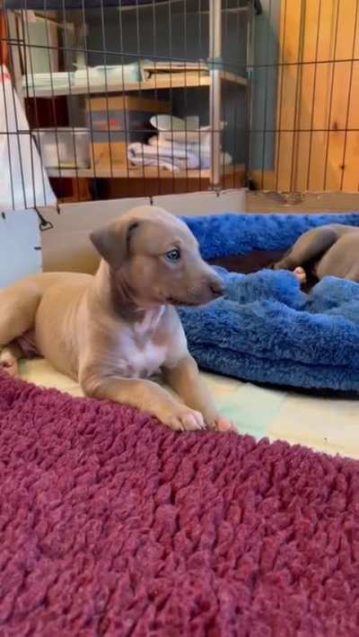 I just can't... It's so cute... Puppys first roo.
