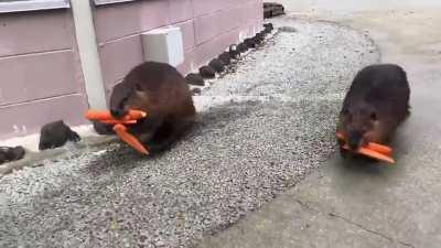 A beaver carefully bringing home carrots for dinner