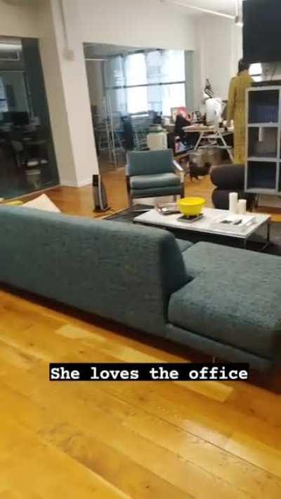 Marmalade loves going in to the office