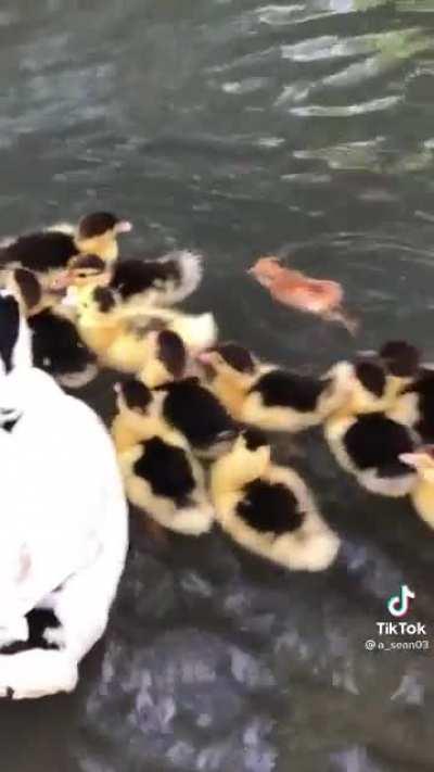 Chick gonna drown as person films