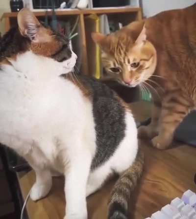 if it's a sweet bun why can't you make a bite