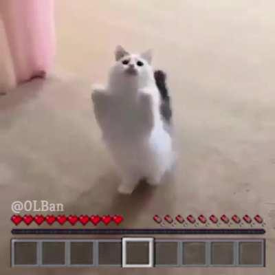 Cat is op please nerf it.