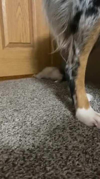 Almost too chunky to be disappearing from room to room