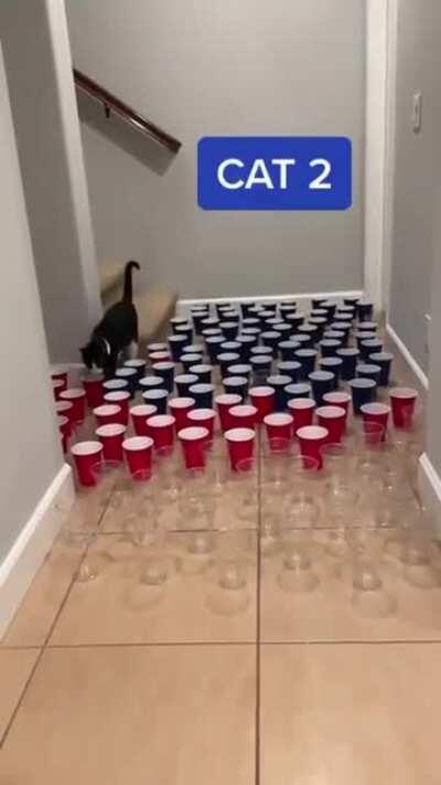 Cat 3 went for it 😂💨🐈