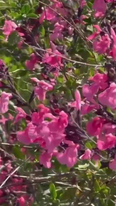 Abbey Hoes in lingerie