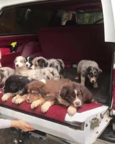 When people ask me why I need a truck🐶